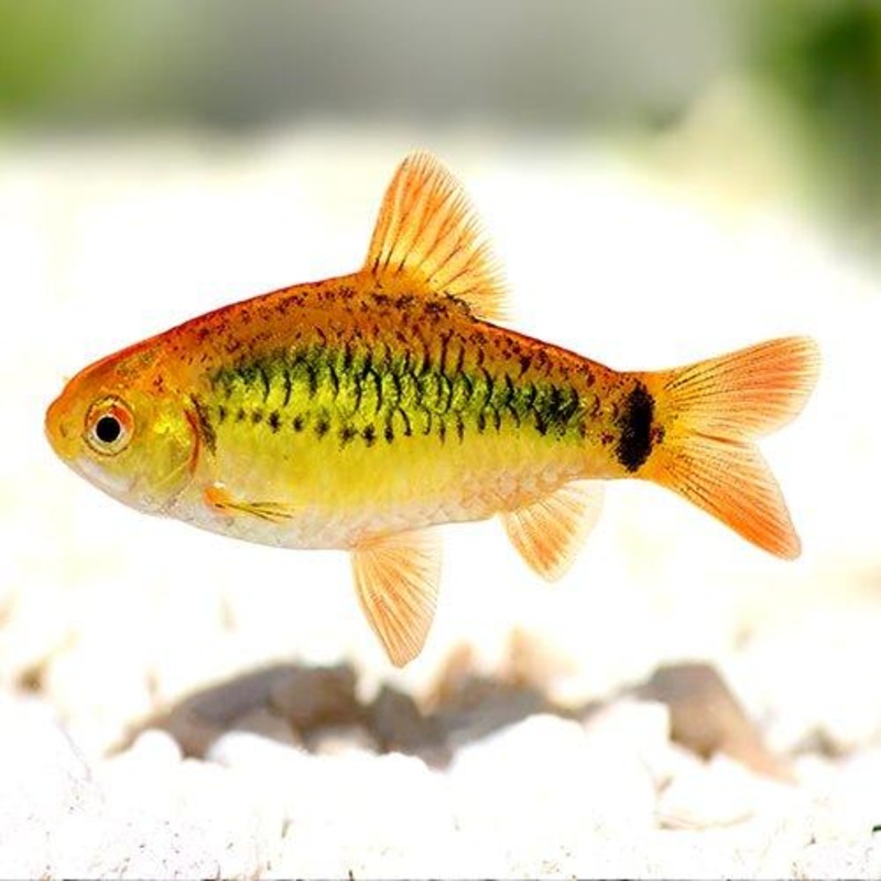 Gold Barb - Barbodes semifasciolatus