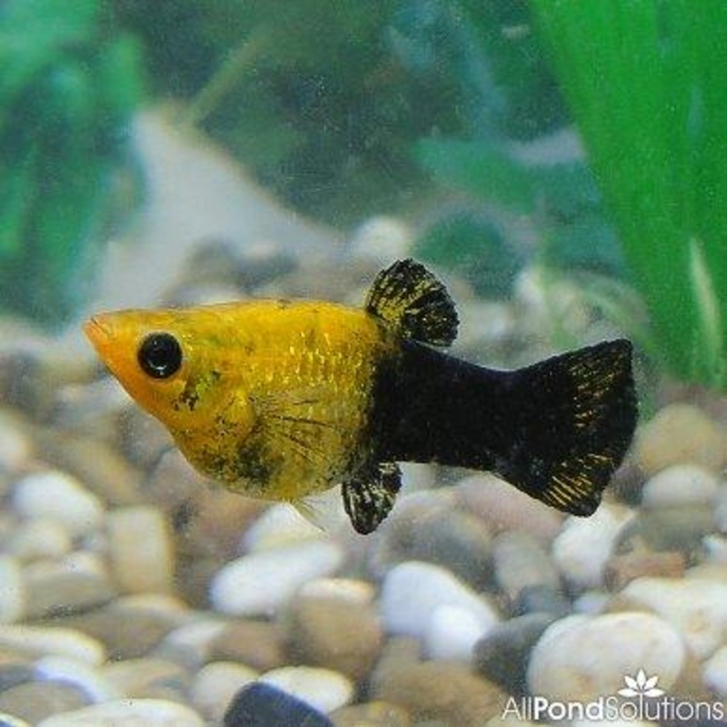 Gold Dust Molly - Poecilia sphenops