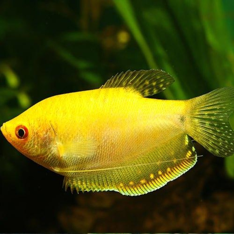 Gold Gourami - Trichopodus trichopterus