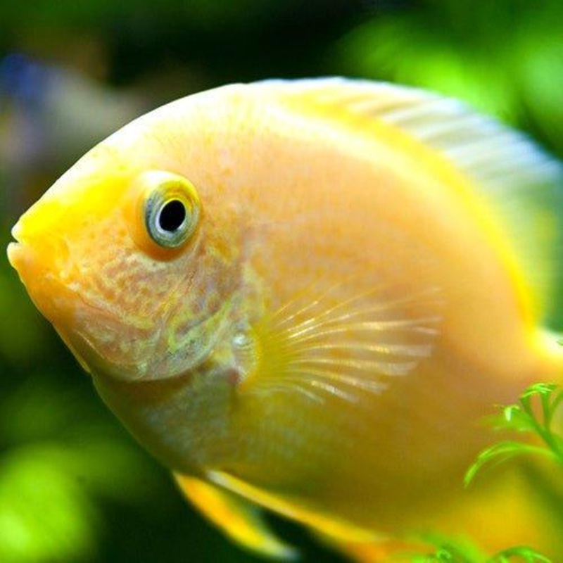 Gold Severum - Heros Efasciatus
