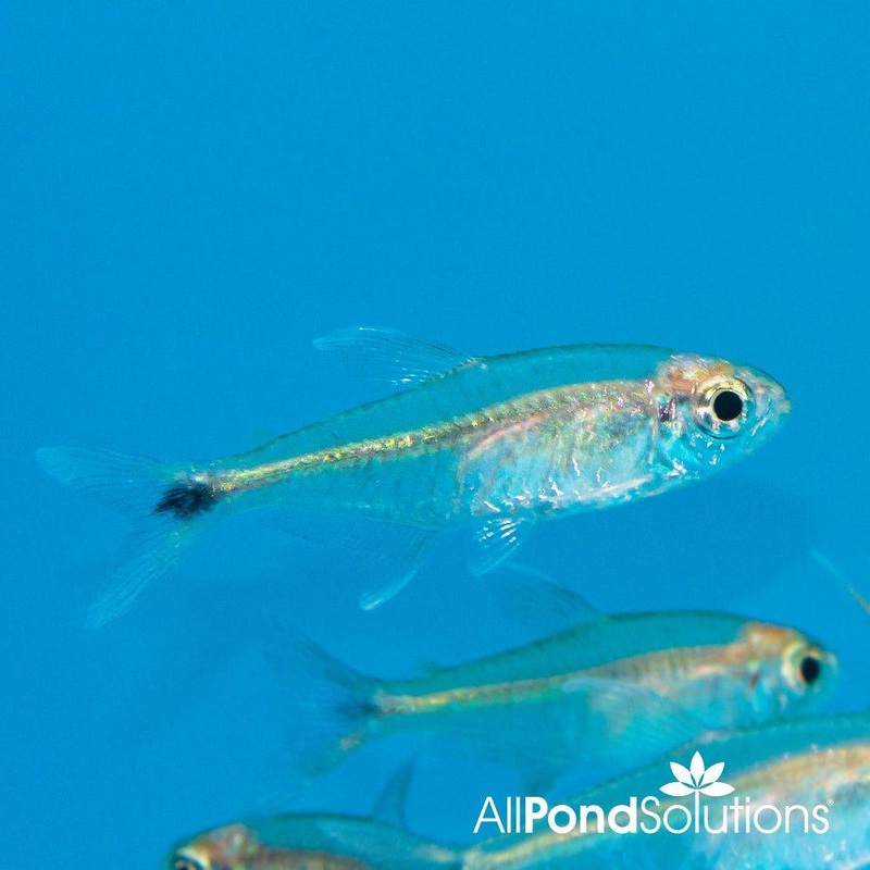 Gold Tetra - Hemigrammus rodwayi
