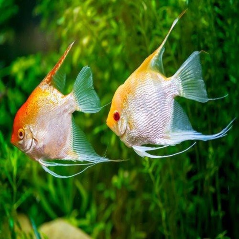 Golden Angel Veiltail - Pterophyllum Scalare