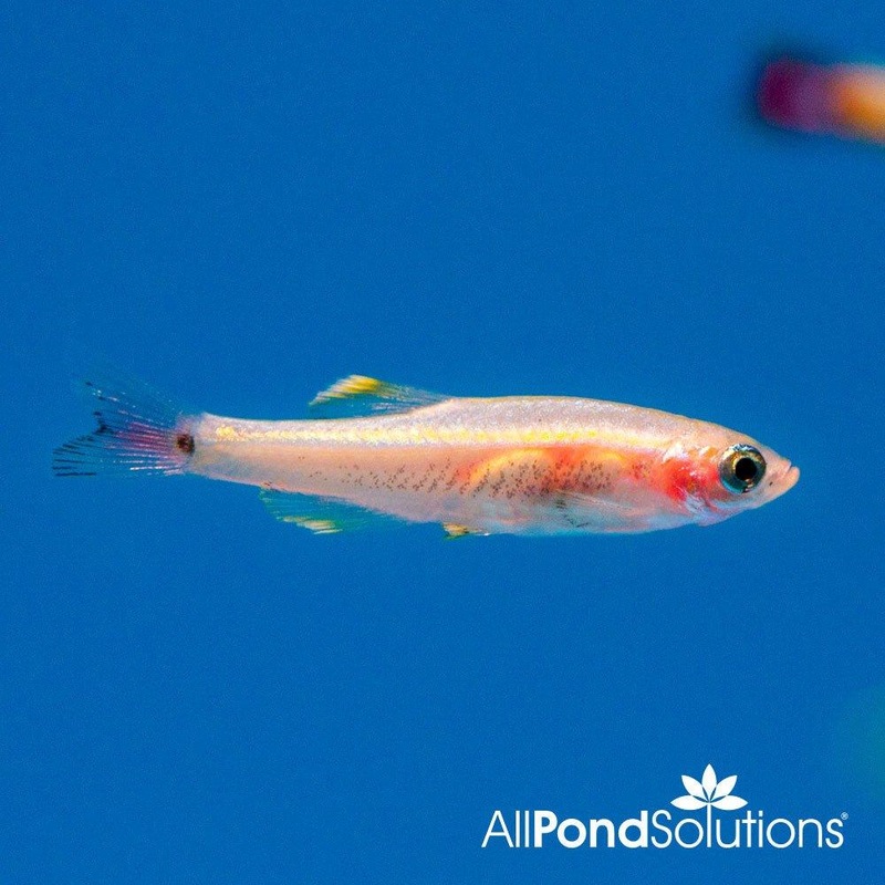 Golden Cloud Mountain Minnow - Tanichthys Albonubes