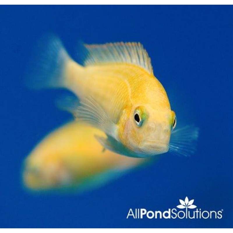 Golden Fire Cracker  -Tropheus sp. moliro