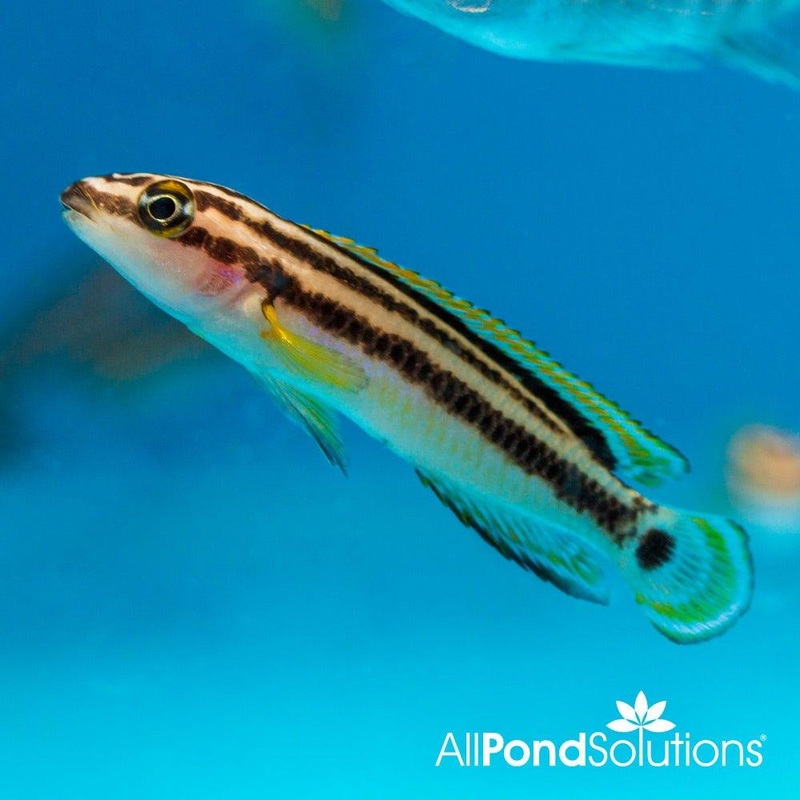 Golden Julie - Julidiochromis ornatus