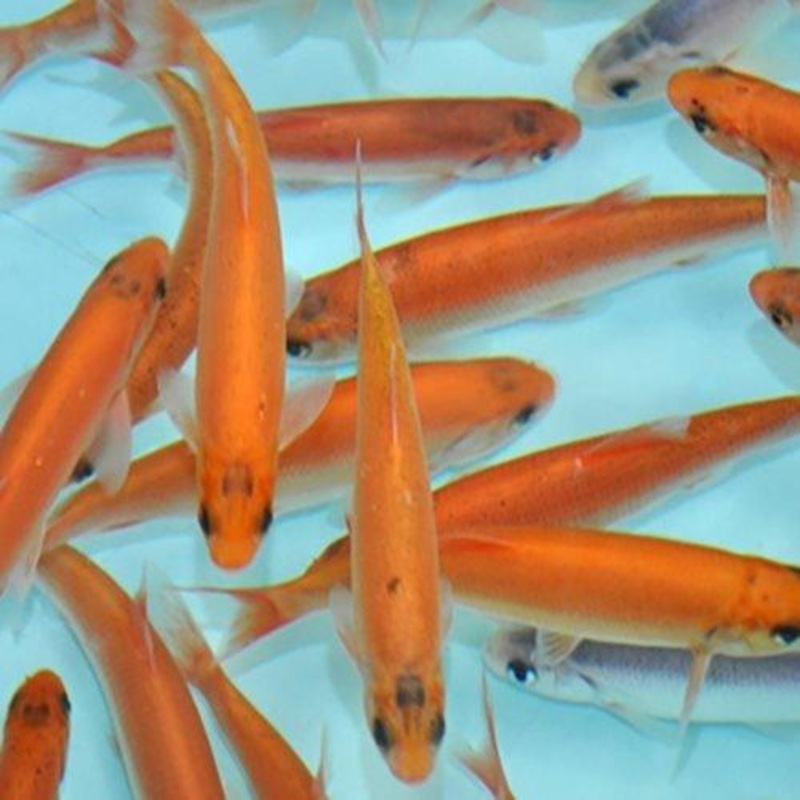 Golden Orfe - Leuciscus Idus