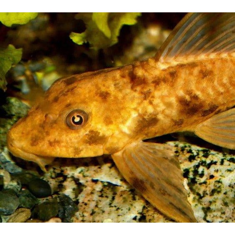 Golden Plecostomus  - Hypostomus plecostomus