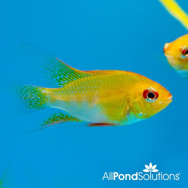 Golden Rams - Mikrogeophagus Ramirezi