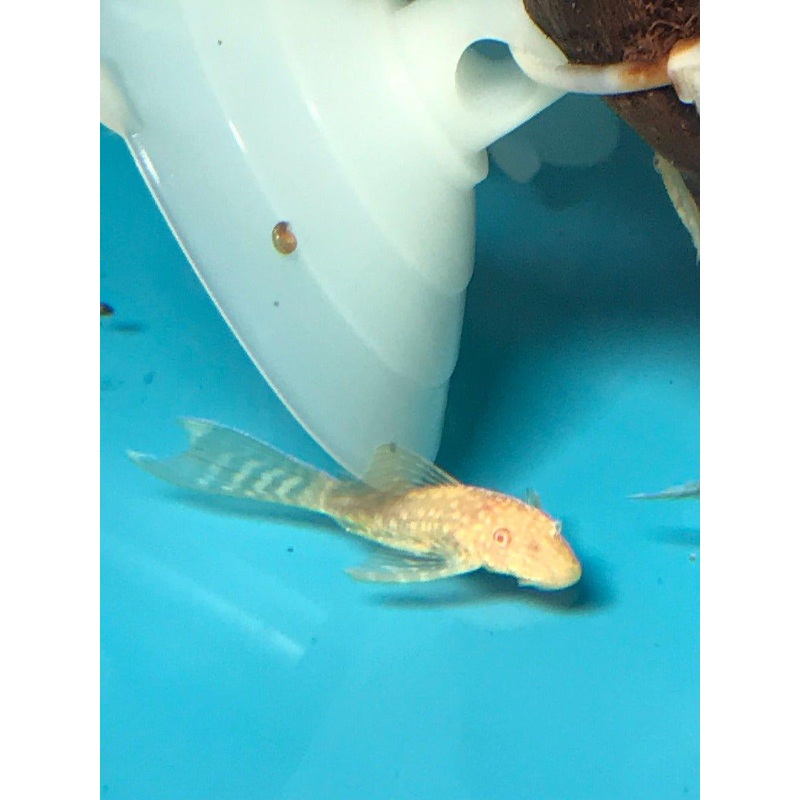 Golden Veil Tail Bristlenose Pleco  Ancistrus sp
