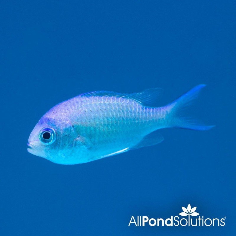 Green Chromis - Chromis viridis