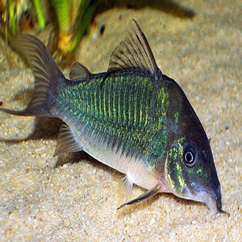 Green Corydoras - Corydoras splendens