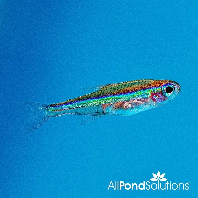 Green Neon Tetra - Paracheirodon simulans