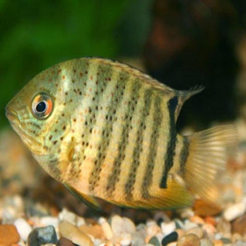 Green Severum - Heros Severus