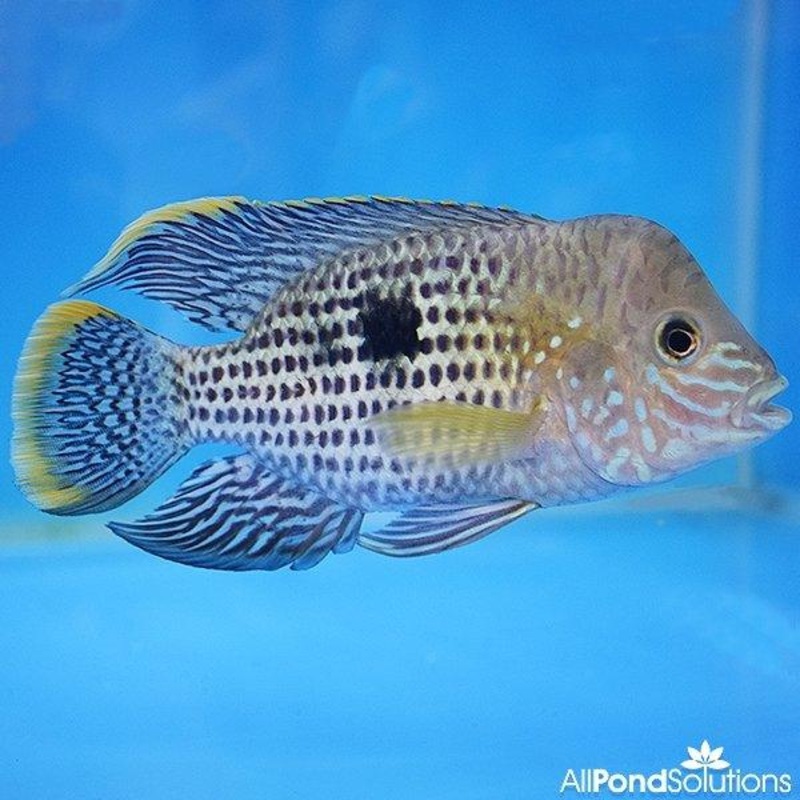 Green Terror - Andinoacara Rivulatus - 8-10cm
