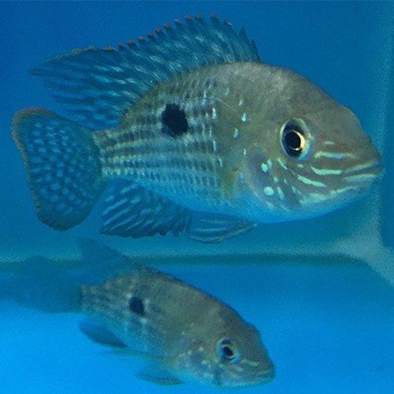 Green Terror Cichlid 2-3" - Aequidens Rivulatus