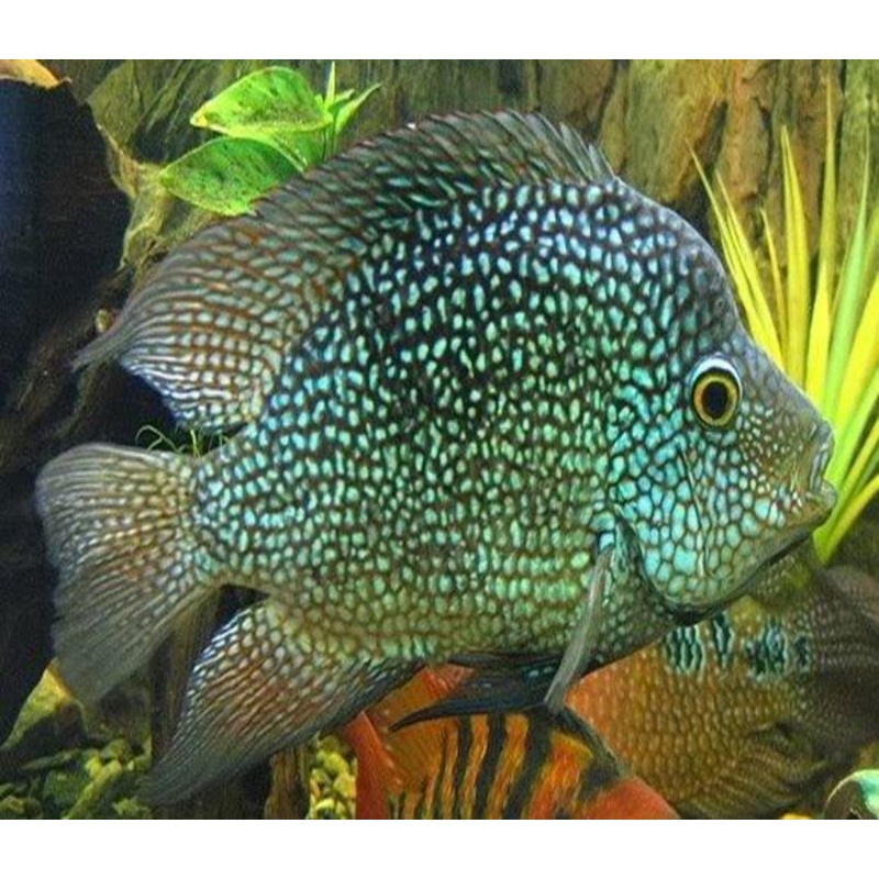 Green Texas Cichlids - Herichthys Cyanoguttatus - 12cm