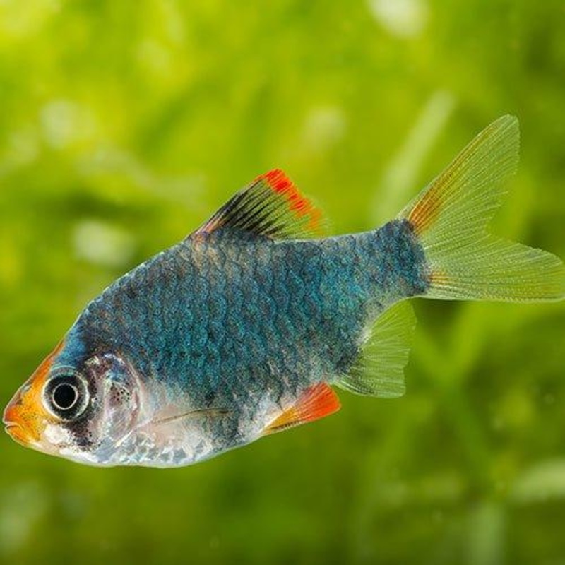 Green Tiger Barbs