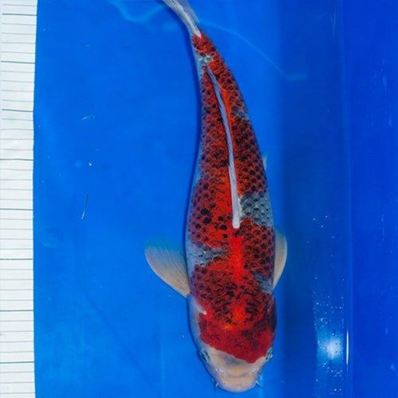Hand Selected Koi 29