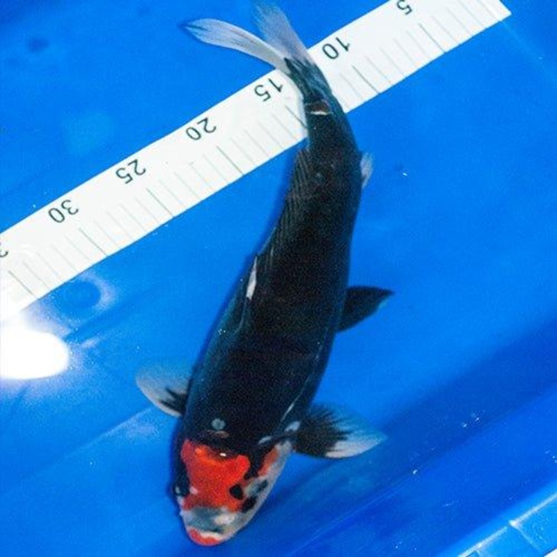 Hand Selected Koi 30