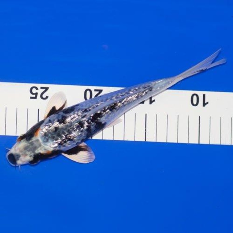Hand Selected Koi 34