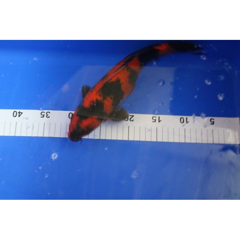 Hi Utsuri 10-12" - KOI-SELECT-35