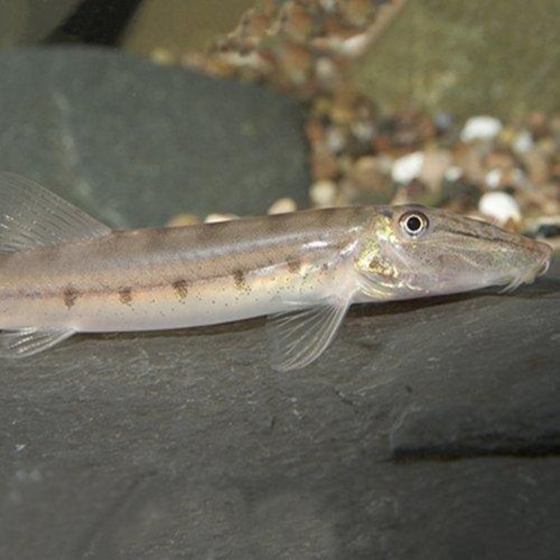 Horse Face Loach - Acantopsis dialuzona