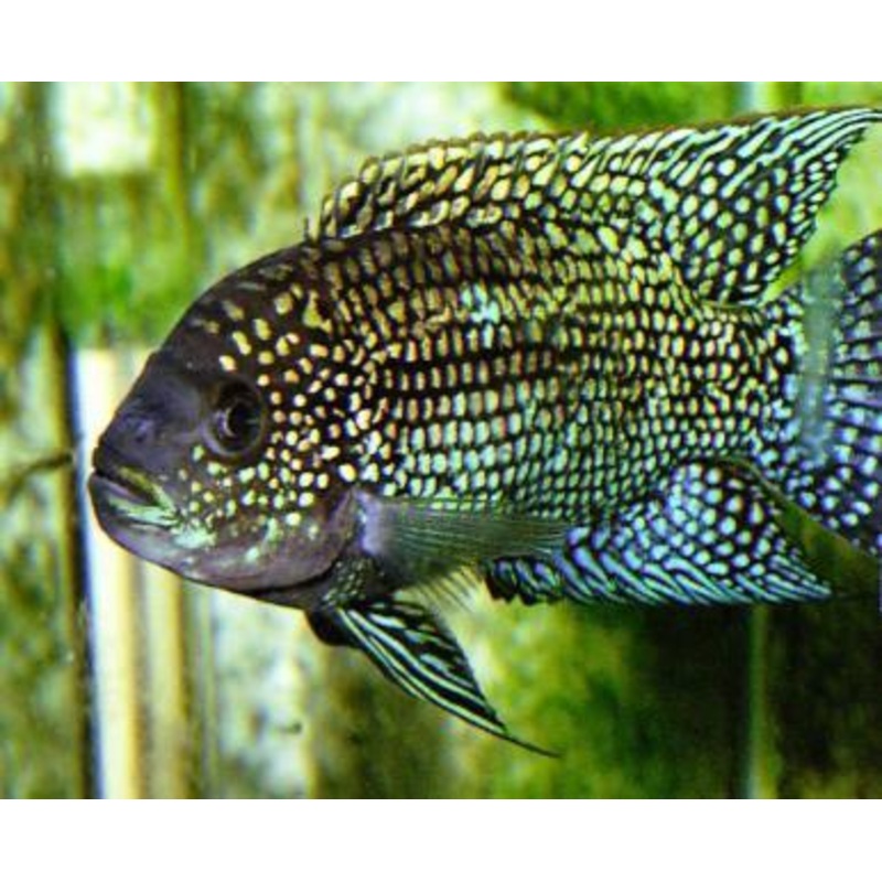 Jack Dempseys - Rocio Octofasciata