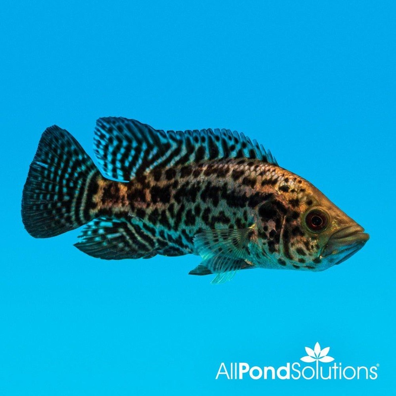 Jaguar Cichlid - Parachromis Managuensis