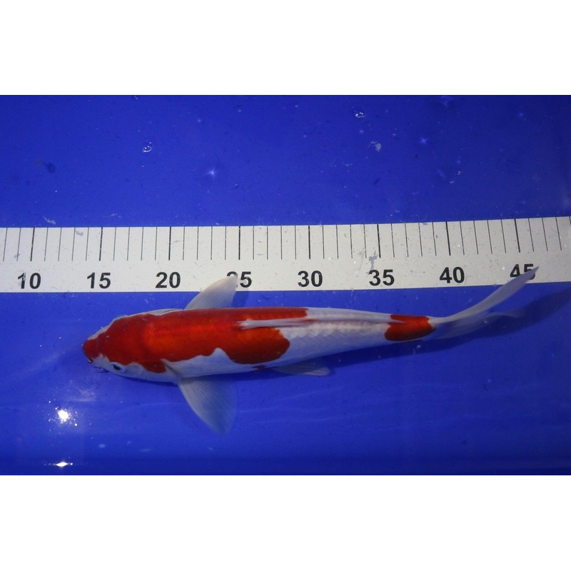 Kohaku 10-12"