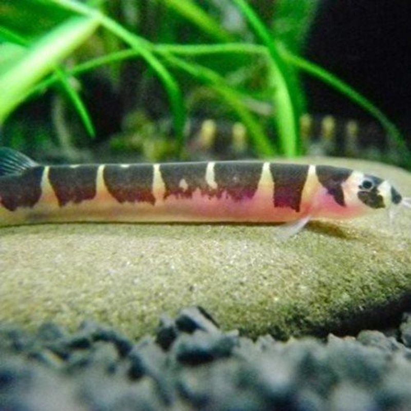 Kuhli Loach - Pangio Kuhli