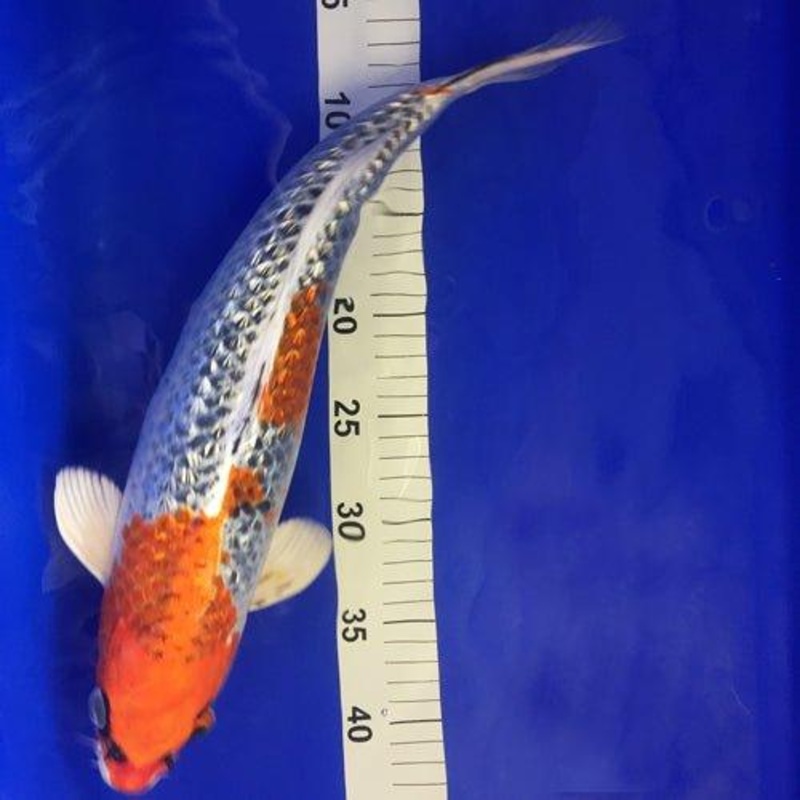 Kujaku 15"