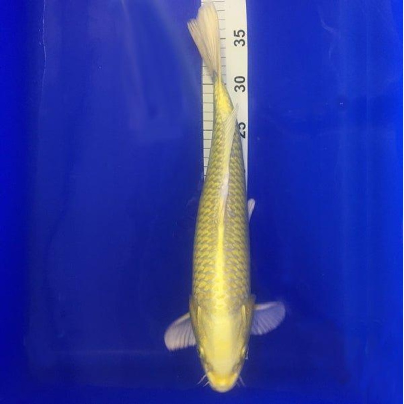 Lemon Yamabuki Ogon 14"