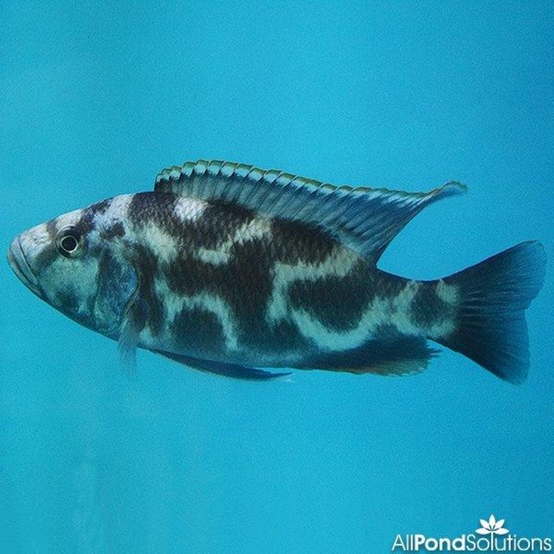 Livingstoni Cichlid - Nimbochromis livingstonii 15-17cm