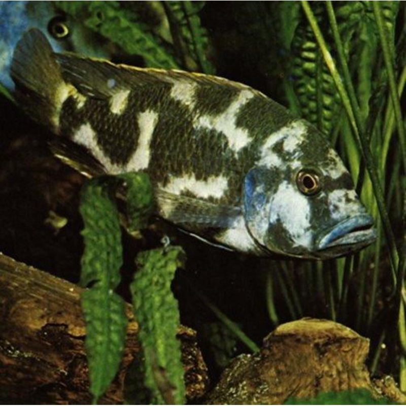 Livingstoni Cichlid - Nimbochromis livingstonii - 9cm