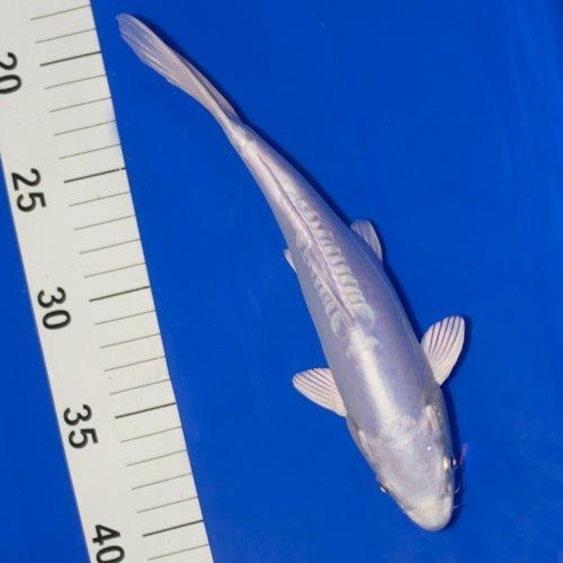 Purachina Ogon 7-8"
