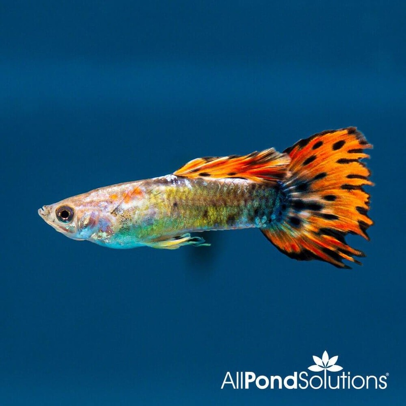 Red Tuxedo Neon Guppy - Poecilia reticulata