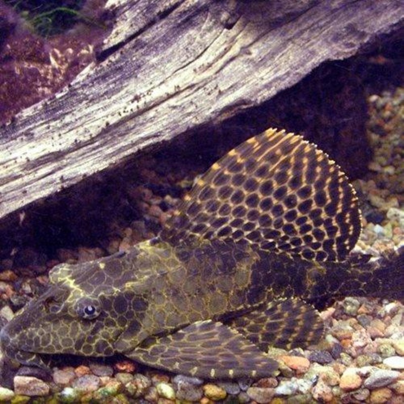 Sailfin Plecostomus - Pterygoplichthys gibbiceps