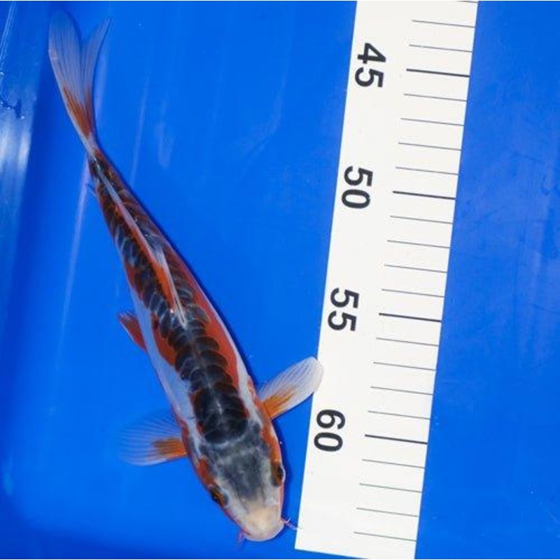 Shusui 7-8"
