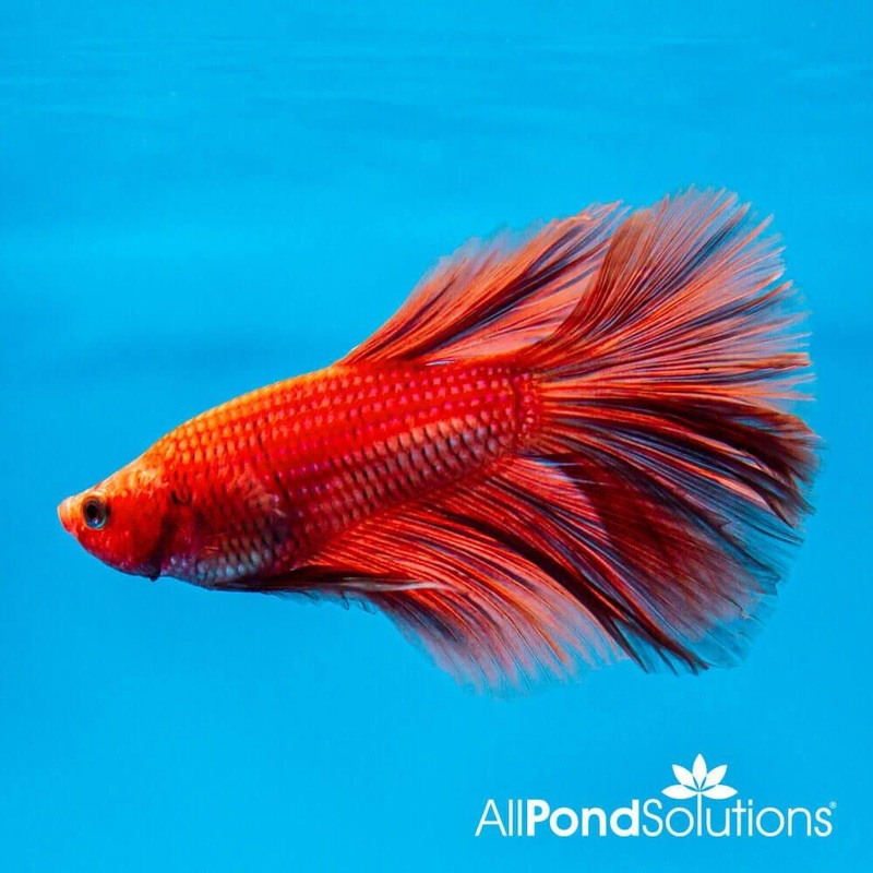 Siamese Fighter Halfmoon Orange - Betta Splendens