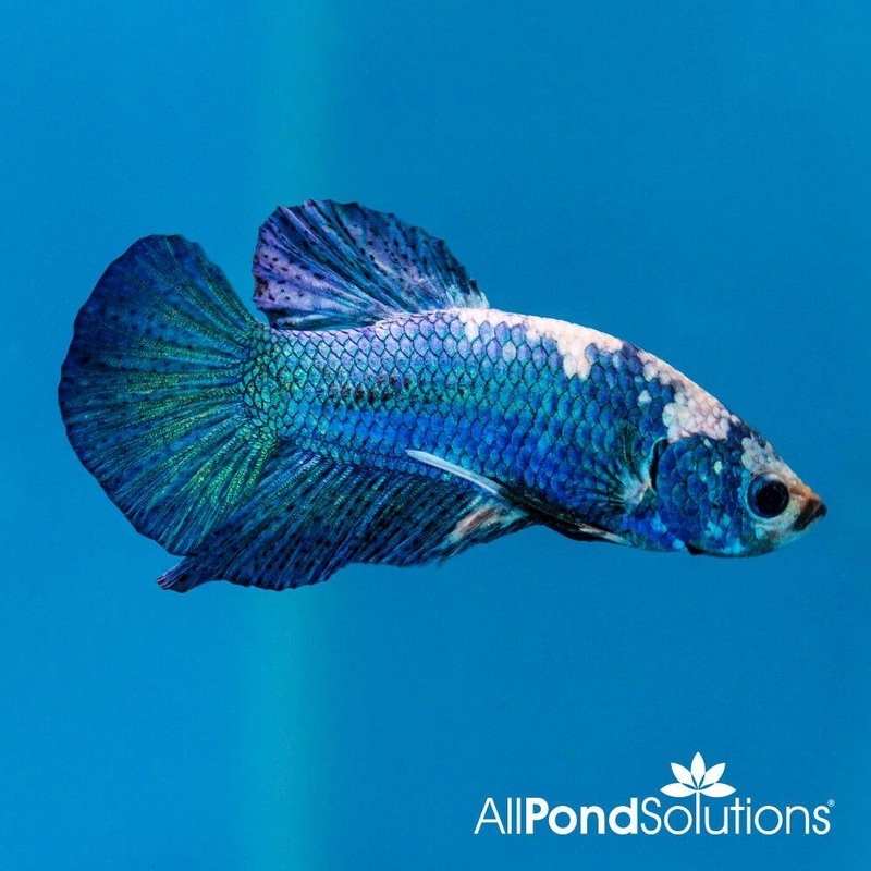 Siamese Fighting Fish Plakat Marble Blue- Betta Splendens