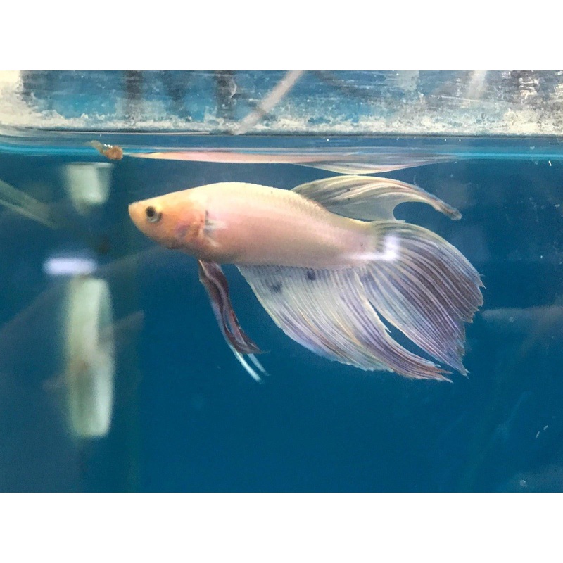 Siamese Fighting Fish Select 1 - Betta Splendens