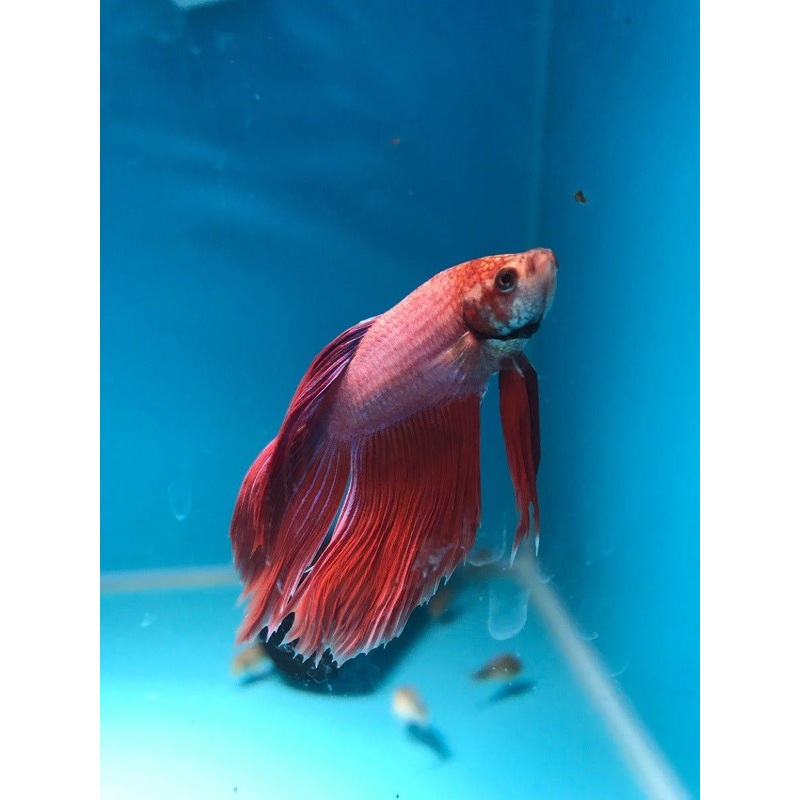 Siamese Fighting Fish Select 2 - Betta Splendens