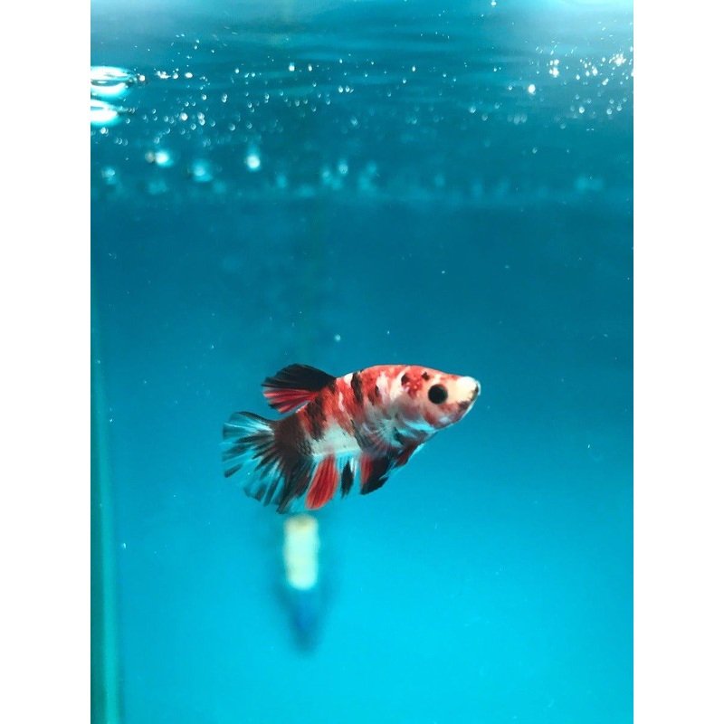 Siamese Fighting Fish Select 4 - Betta Splendens