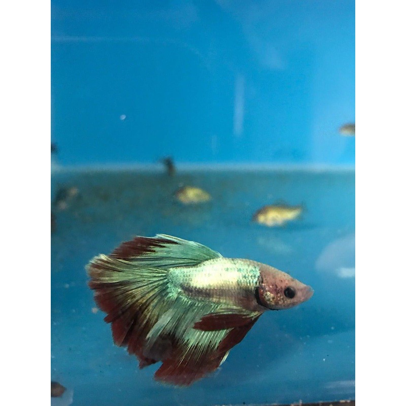 Siamese Fighting Fish Select 5 - Betta Splendens
