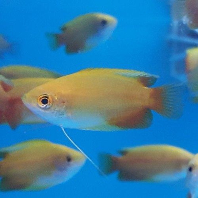 Sunset Honey Gourami