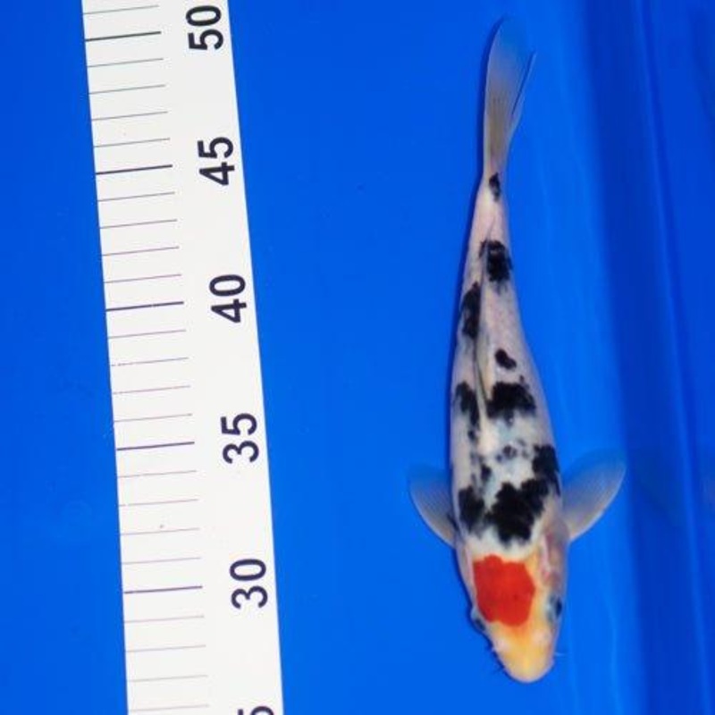 Tancho Bekko 7-8"