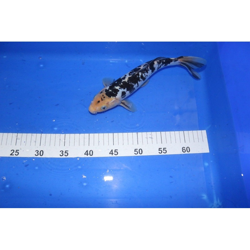 10-12" Bekko