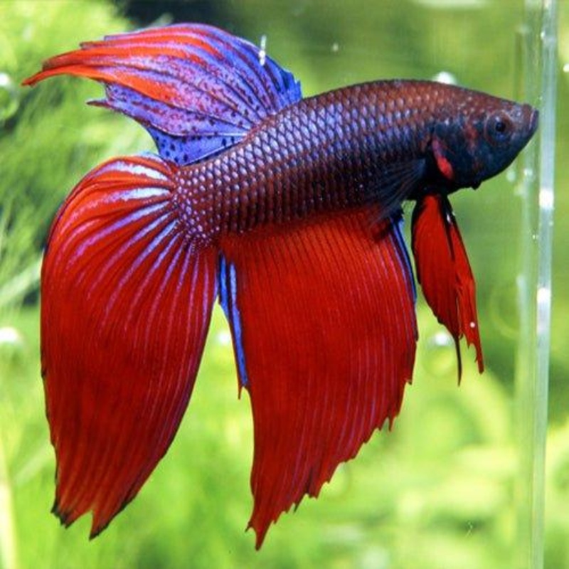 Assorted Male Fighters - Betta splendens