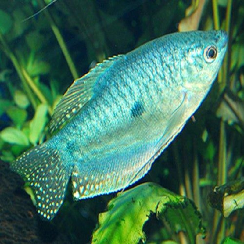 Blue Gourami - Trichopodus trichopterus