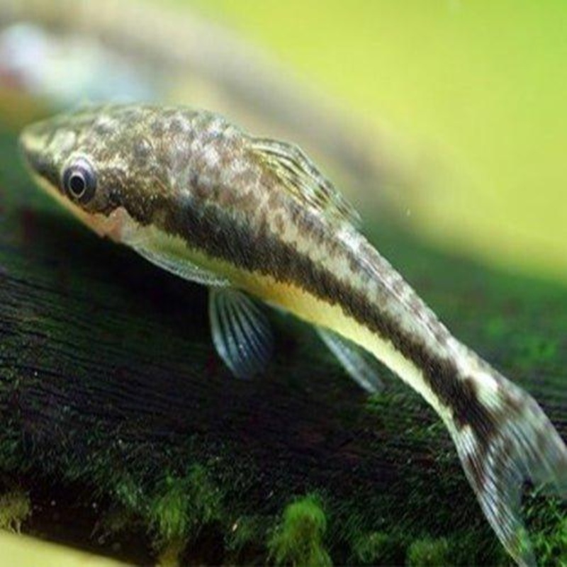 Dwarf Sucking Catfish - Otocinclus